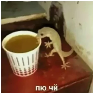 ☕️ emoji @musinkins всем ахаха Telegram sticker 6 of 59
