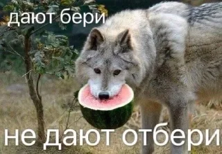 Sticker from @musinkins всем ахаха