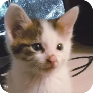 🐱 emoji ЕКАТЕРИНА ЗА КОНТРОЛЕРОМ!! ➡️ @Ctikerubot Telegram sticker 13 of 19