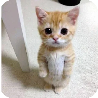 🐱 emoji Котики💫 Telegram sticker 6 of 22