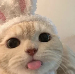 Sticker from котики🐱