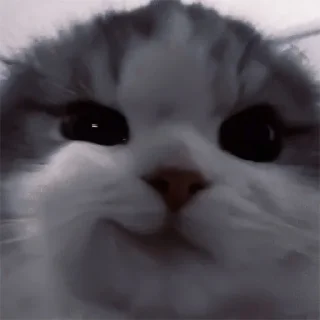 😼 emoji мур Telegram sticker 9 of 12