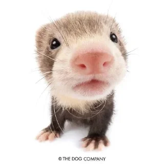 😍 emoji руслан лох Telegram sticker 2 of 119