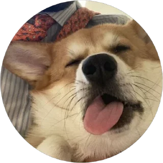 🙃 emoji corgi chris Telegram sticker 19 of 75