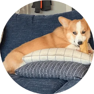 🍕 emoji corgi chris Telegram sticker 24 of 75