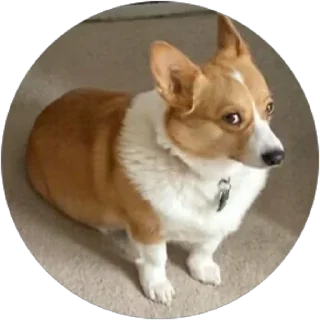 🙄 emoji corgi chris Telegram sticker 16 of 75