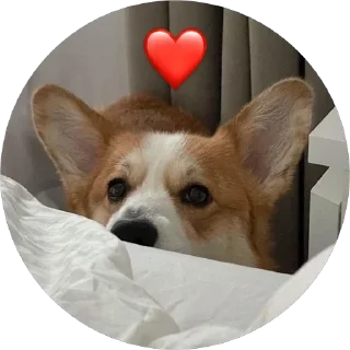 ❤️ emoji corgi chris Telegram sticker 15 of 75