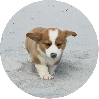 😔 emoji corgi chris Telegram sticker 12 of 75