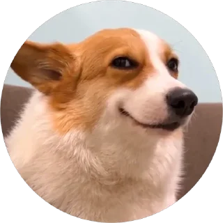 😏 emoji corgi chris Telegram sticker 17 of 75