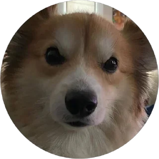 😡 emoji corgi chris Telegram sticker 5 of 75