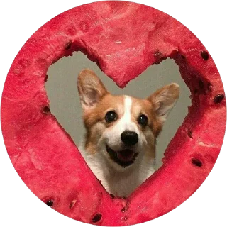 🍉 emoji corgi chris Telegram sticker 7 of 75