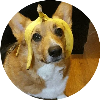 🍌 emoji corgi chris Telegram sticker 14 of 75