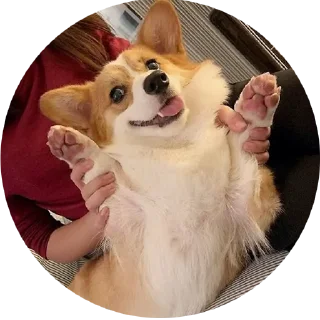 😝 emoji corgi chris Telegram sticker 20 of 75