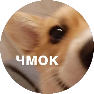 💋 emoji corgi chris Telegram sticker 11 of 75