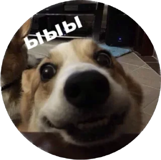 🤪 emoji corgi chris Telegram sticker 10 of 75