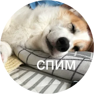 😴 emoji corgi chris Telegram sticker 6 of 75
