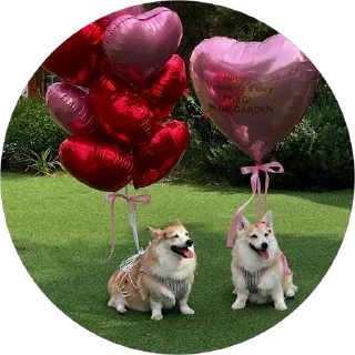 ❤️ emoji corgi chris Telegram sticker 8 of 75