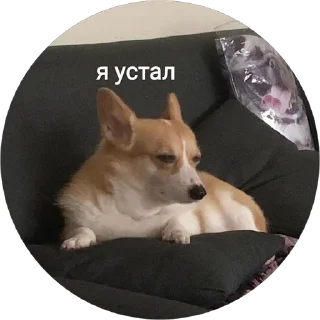 😒 emoji corgi chris Telegram sticker 23 of 75