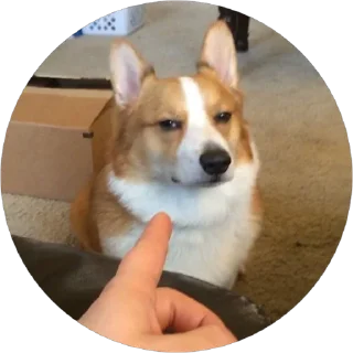 🤔 emoji corgi chris Telegram sticker 22 of 75