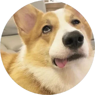 🤪 emoji corgi chris Telegram sticker 21 of 75