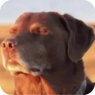 🫡 emoji Тик-ток пикчи Telegram sticker 11 of 34