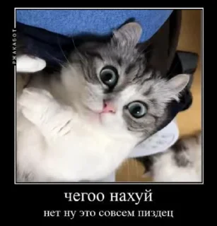 😎 emoji Камар🥶 Telegram sticker 22 of 52