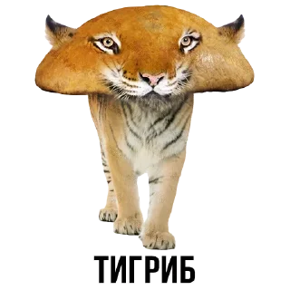 🐯 emoji Больше стиков тут: @stikery4 Telegram sticker 18 of 37