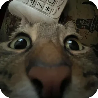 🐱 emoji котики- наше всё Telegram sticker 23 of 64