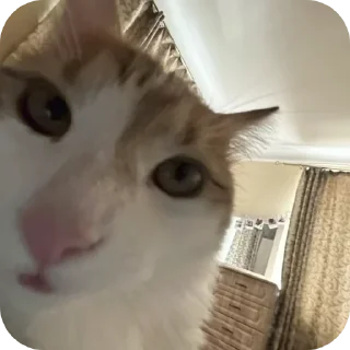 🐱 emoji котики- наше всё Telegram sticker 20 of 64
