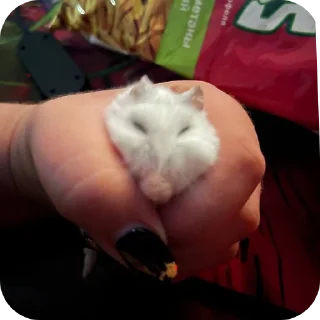 ✋ emoji котики- наше всё Telegram sticker 10 of 64