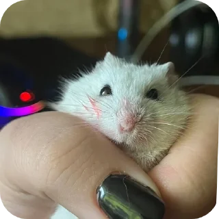 💅 emoji котики- наше всё Telegram sticker 12 of 64