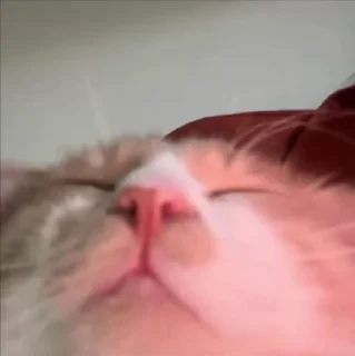 😡 emoji лучшее от китсуне Telegram sticker 7 of 114