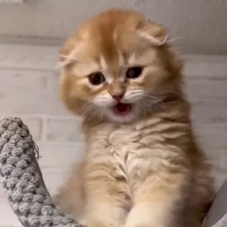 🐱 emoji лучшее от китсуне Telegram sticker 13 of 114