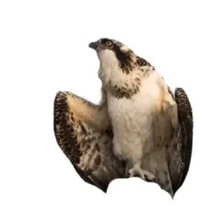 🐦 emoji Скопа//для Рп и тд Telegram sticker 7 of 56