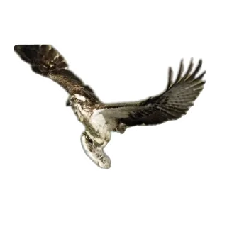 🐦 emoji Скопа//для Рп и тд Telegram sticker 21 of 56