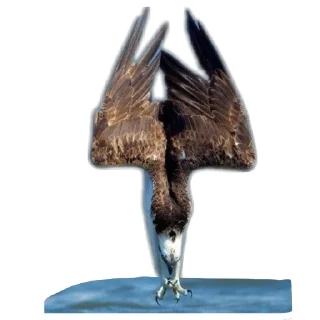 🐦 emoji Скопа//для Рп и тд Telegram sticker 15 of 56