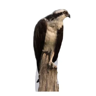 🐦 emoji Скопа//для Рп и тд Telegram sticker 8 of 56