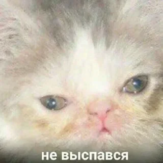 🌟 emoji Больше стиков тут: @stikery4 Telegram sticker 23 of 120