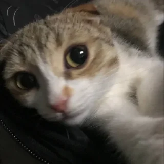 Sticker from котикии