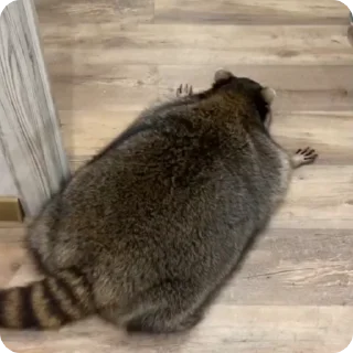🦝 emoji Больше стиков тут: @stikery4 Telegram sticker 7 of 17