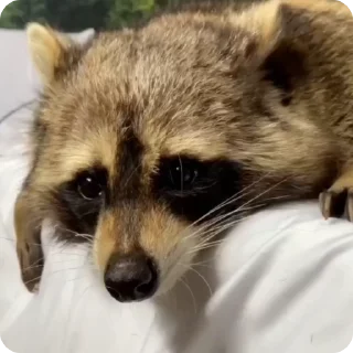 🥺 emoji Больше стиков тут: @stikery4 Telegram sticker 9 of 17