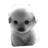 🐾 emoji mvr1 vibe Telegram sticker 12 of 44