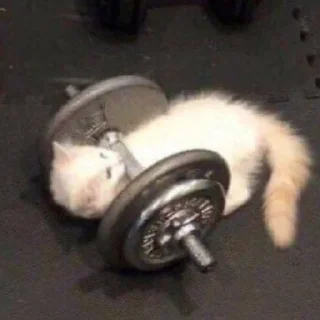 🦔 emoji ты не картошка.. Telegram sticker 9 of 27