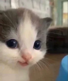 🤭 emoji ты не картошка.. Telegram sticker 2 of 27