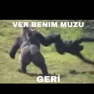 🦍 emoji @Nahid_065 @DTOUserBot Paketi 1 Telegram sticker 19 of 50