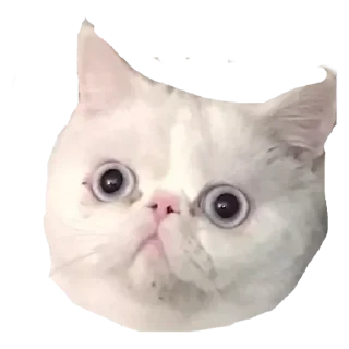 🤔 emoji Стикеры для общения со мной Telegram sticker 6 of 117