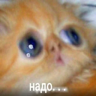 😥 emoji Стикеры для общения со мной Telegram sticker 14 of 117