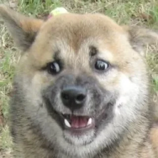 🤭 emoji Стикеры для общения со мной Telegram sticker 13 of 117