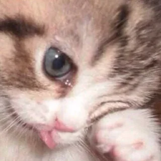 😪 emoji Стикеры для общения со мной Telegram sticker 12 of 117