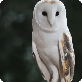 🦉 emoji Больше стикеров 👉🏻 @stickertg4 Telegram sticker 16 of 20